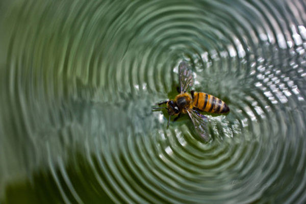 karine-aigner-a-honey-bee-floating-in-water-making-patterns-apis-mellifera